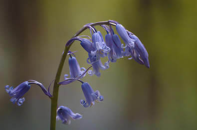 Bluebell close up